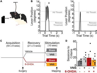 Vagus Nerve Stimulation Induced Motor Map Plasticity Does Not Require Cortical Dopamine